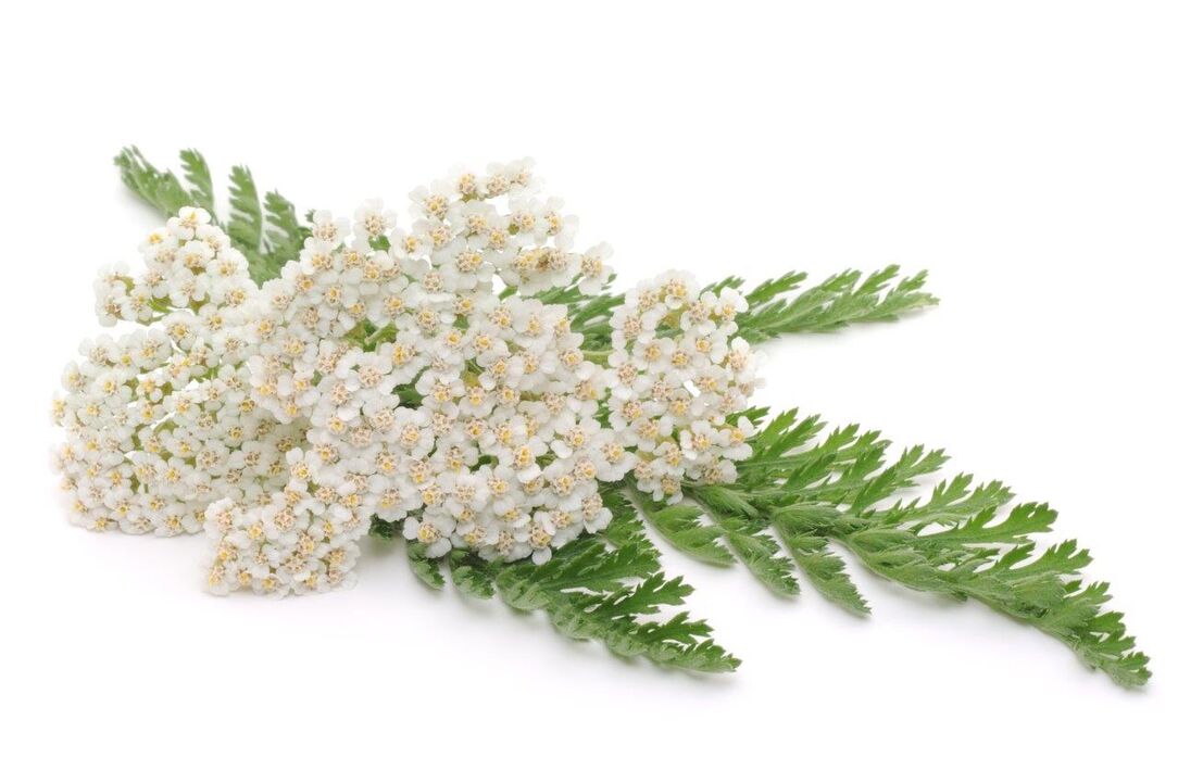 yarrow - ingredient of cream Proctonic